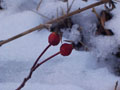 rose hips.jpg